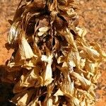 Cistanche tubulosa Frucht