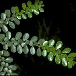 Azara microphylla Кара