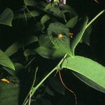 Passiflora laurifolia Folio