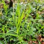 Stellaria palustris برگ