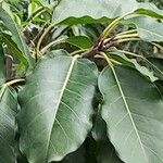 Ficus virens Feuille