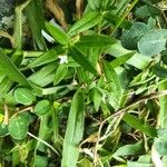 Oldenlandia lancifolia Cvet