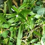 Oldenlandia lancifolia Квітка