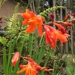 Crocosmia × crocosmiifloraCvet