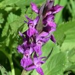 Dactylorhiza majalis Fula