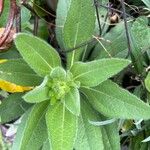 Rudbeckia hirtaبرگ