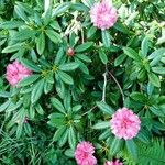 Rhododendron maximumЦвят