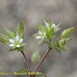 Arenaria leptoclados Other