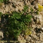 Sisymbrella aspera Hábito