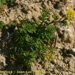 Sisymbrella aspera Habit