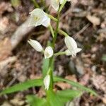 Cephalanthera longifoliaЦвят