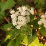 Ageratina altissima Çiçek