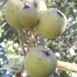 Sorbus aria Frucht