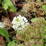 Lobularia maritimaফল