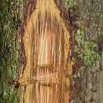 Xylopia pulcherrima Otro