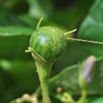 Solanum paludosum Φρούτο