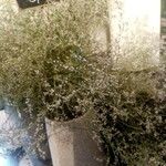 Limonium carolinianum Цветок