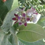 Calotropis procera Blomst