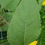 Helianthus petiolaris Leaf