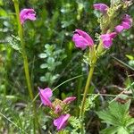 Pedicularis pyrenaica Habit