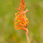 Dichromanthus cinnabarinus Kwiat