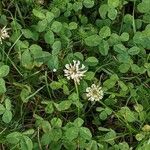 Trifolium repens Hábito