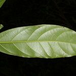 Ocotea dendrodaphne Hoja