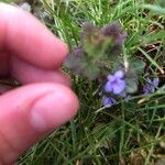 Glechoma hederaceaBlodyn