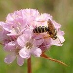 Armeria canescens Λουλούδι