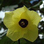 Hibiscus tiliaceus Blomst