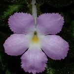 Episcia lilacina Flower