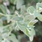 Salvia chamaedryoides Hoja
