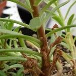Aeonium × barbatum Žievė