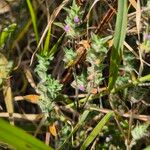 Justicia heterocarpa Bloem