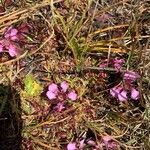 Saponaria pumila Flower