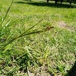 Paspalum scrobiculatum List