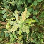 Quercus × rosacea Blad