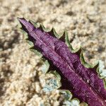 Senecio californicus Blatt