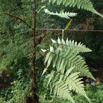 Arthropteris monocarpa Άλλα