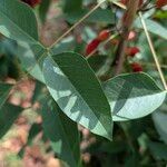 Erythrina crista-galli Levél
