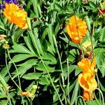 Papaver rupifragum Flor