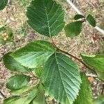 Crataegus persimilis Leaf