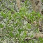 Ficus sycomorus Other