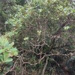 Clusia criuva Hábito