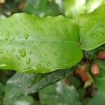 Memecylon caeruleum Leaf