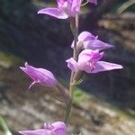 Cephalanthera rubraFlor