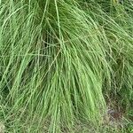 Eragrostis curvula برگ