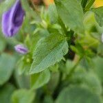 Campanula poscharskyana Foglia