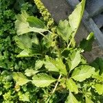 Amaranthus powellii Blatt