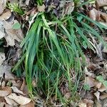 Carex microglochin Blad